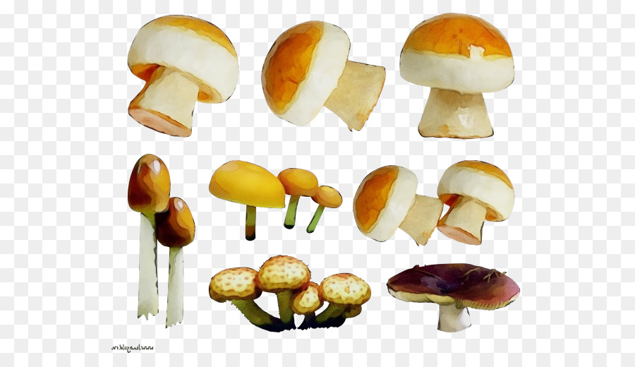 Cogumelo Comestível，Agaricaceae PNG