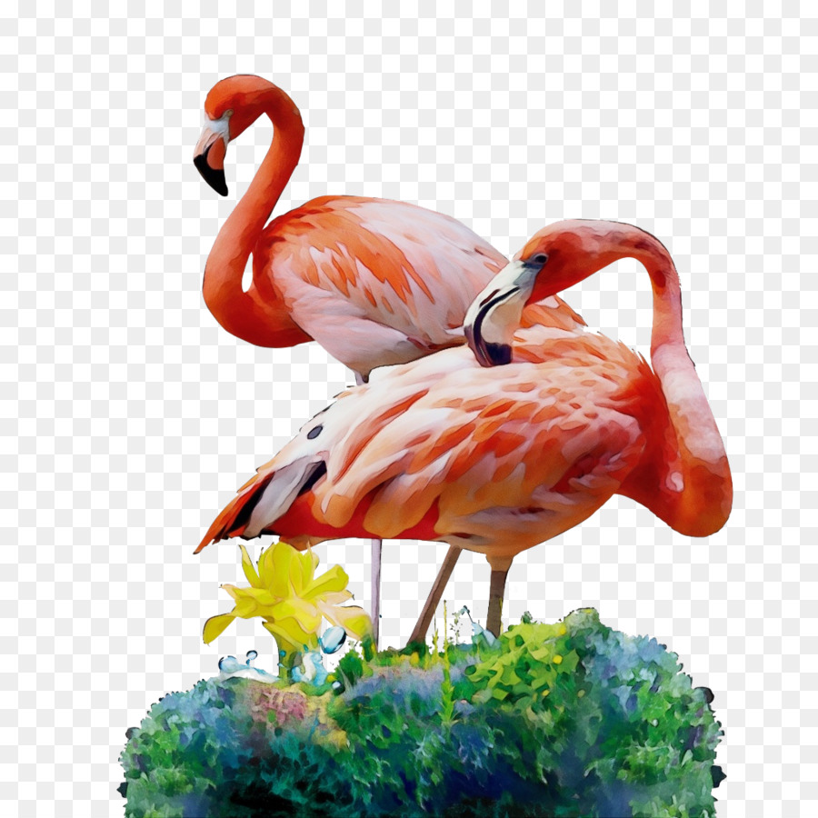Bico，Flamingo PNG