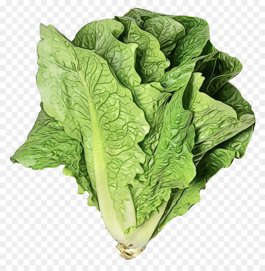 Vegetal De Folhas Verdes，Folha PNG