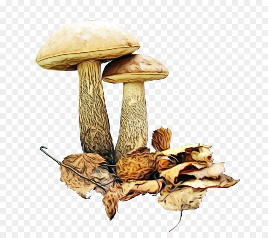 Brown Cap Boleto，Cogumelo Comestível PNG