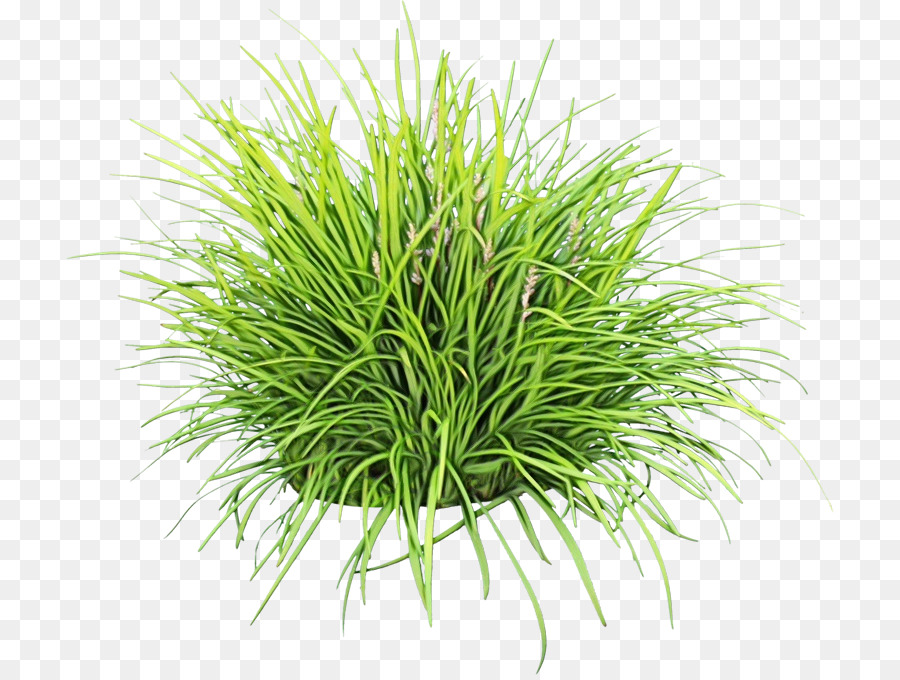 Sweet Grass，Vetiver PNG