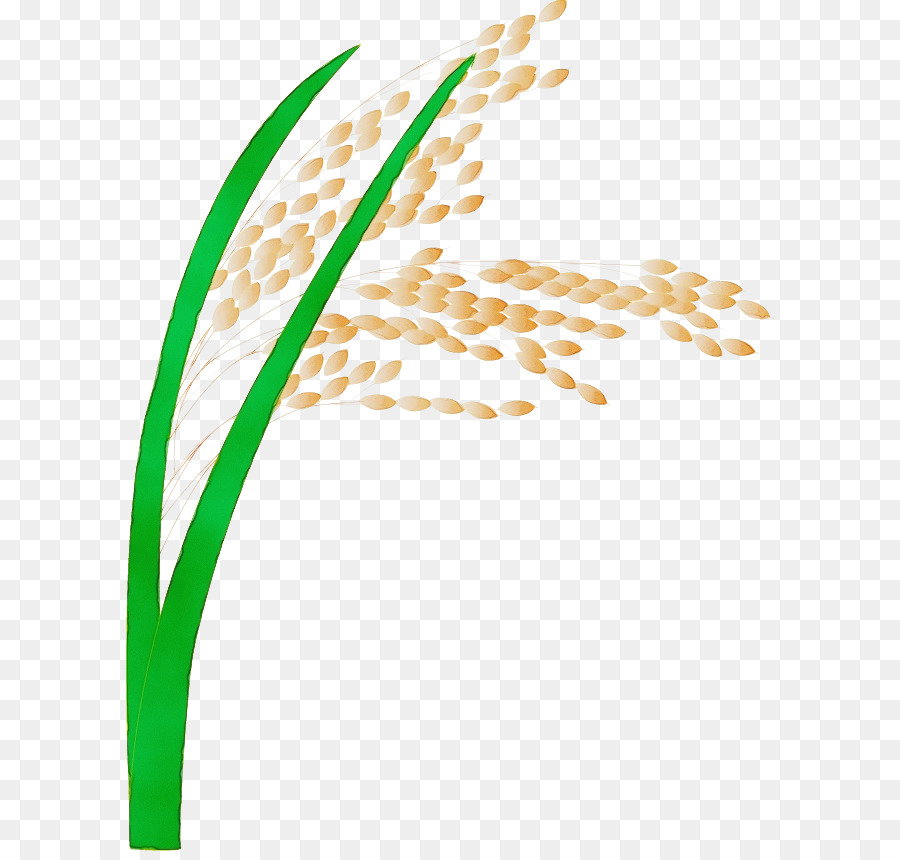 Planta De Arroz，Grãos PNG