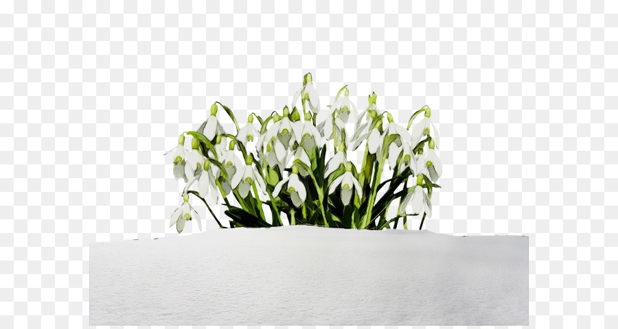 Snowdrop，Design Floral PNG