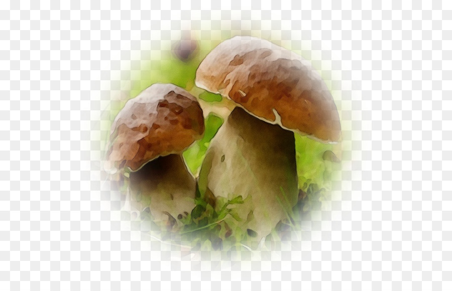 Shiitake，Prato PNG