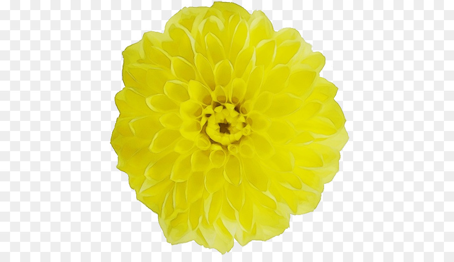 Flor Amarela，Florescer PNG