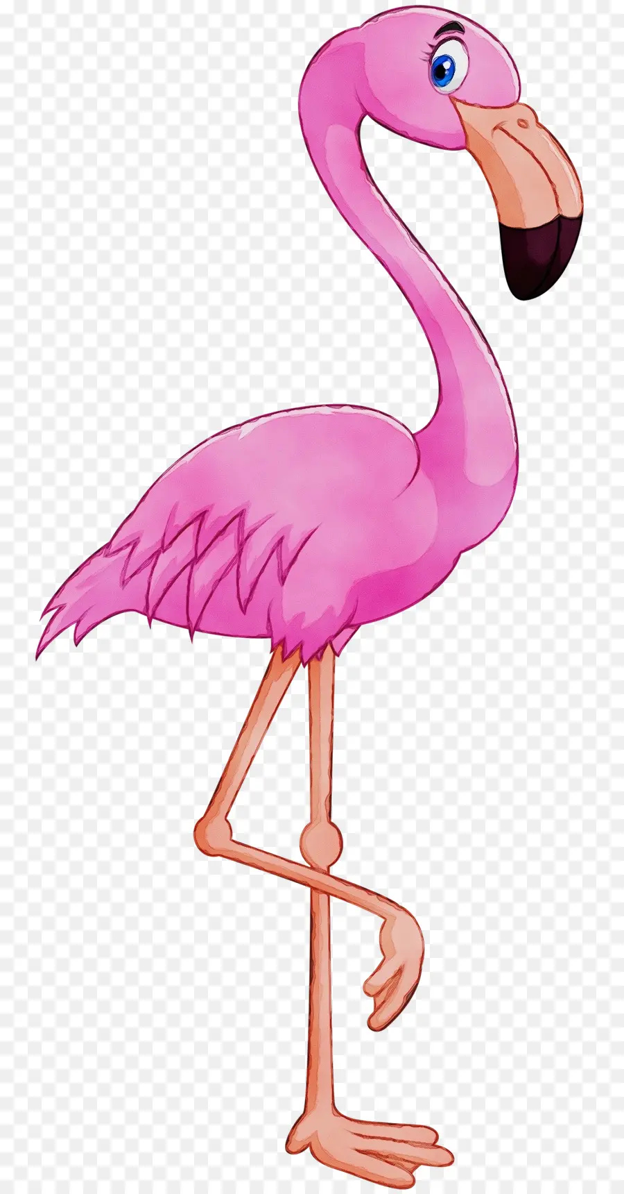 O Flamingo，Phoenicopterus PNG