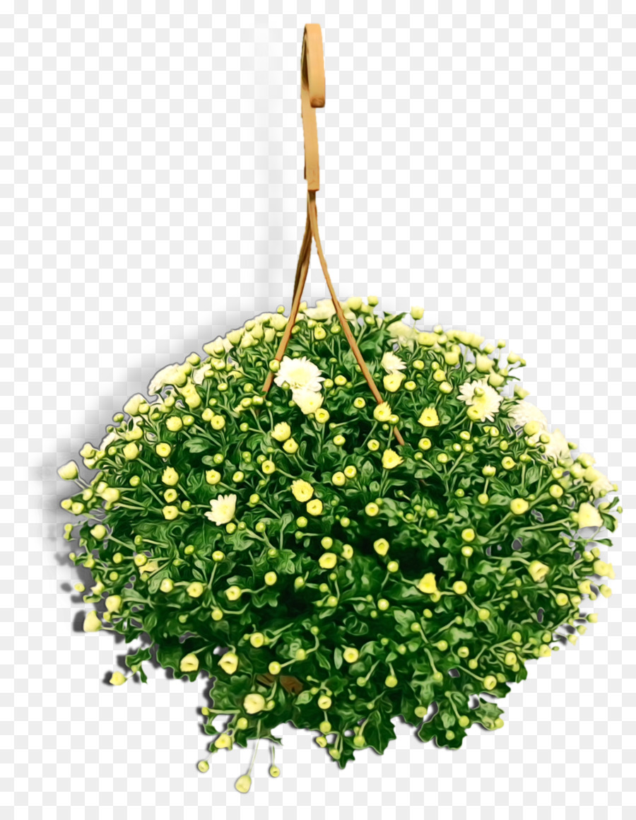 Crisântemo，Flowerpot PNG