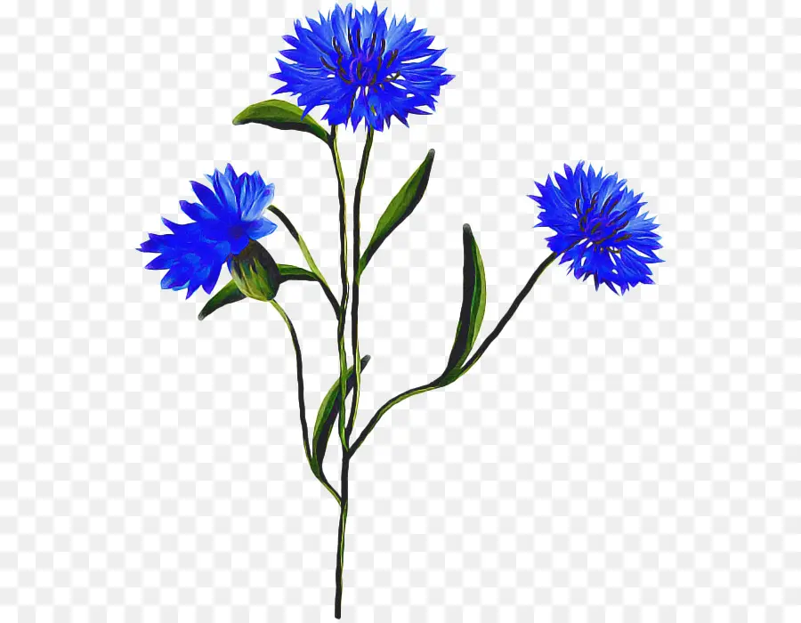 Cornflower，Pintura Em Aquarela PNG