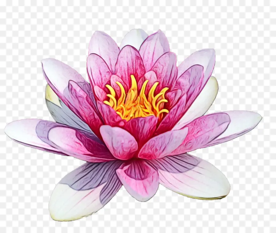 Perfumado Waterlily，Lily PNG