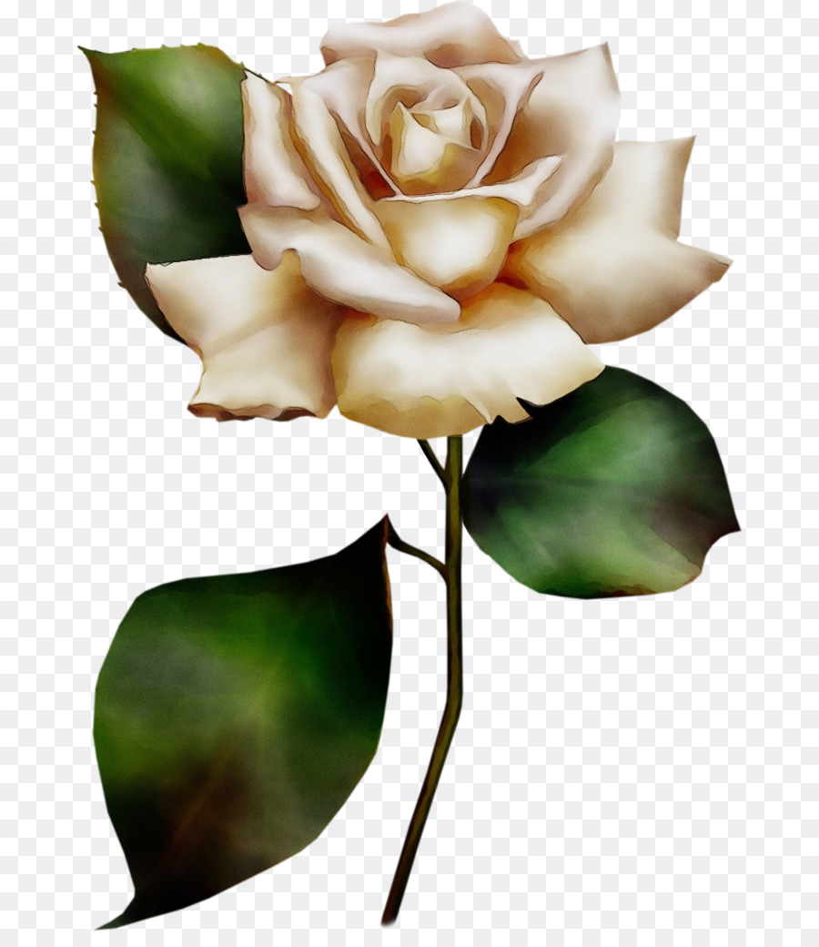 Rosa Branca，Tronco PNG