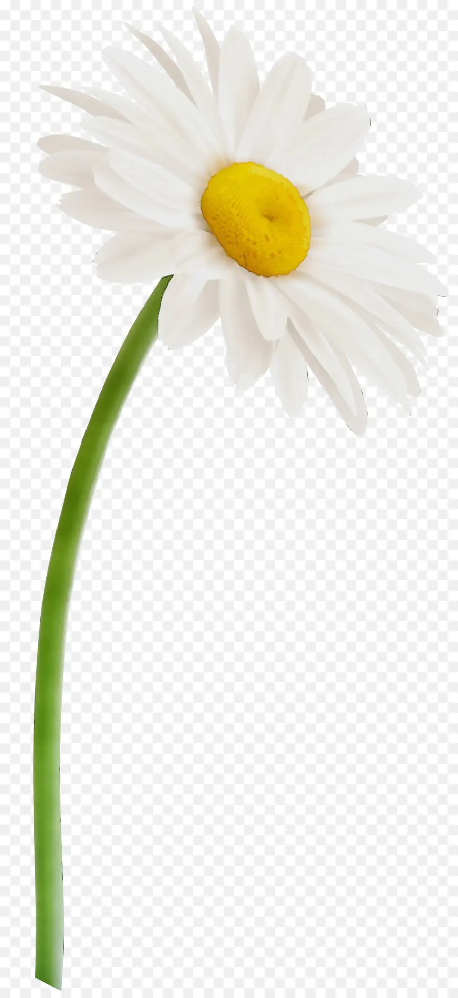 Oxeye Daisy，Transvaal Daisy PNG