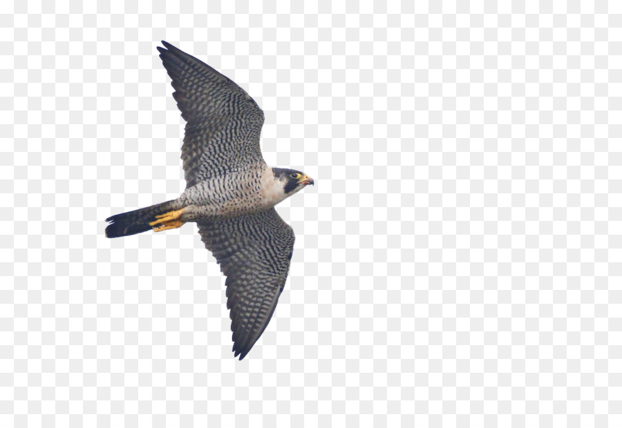 Falcão，Aves PNG