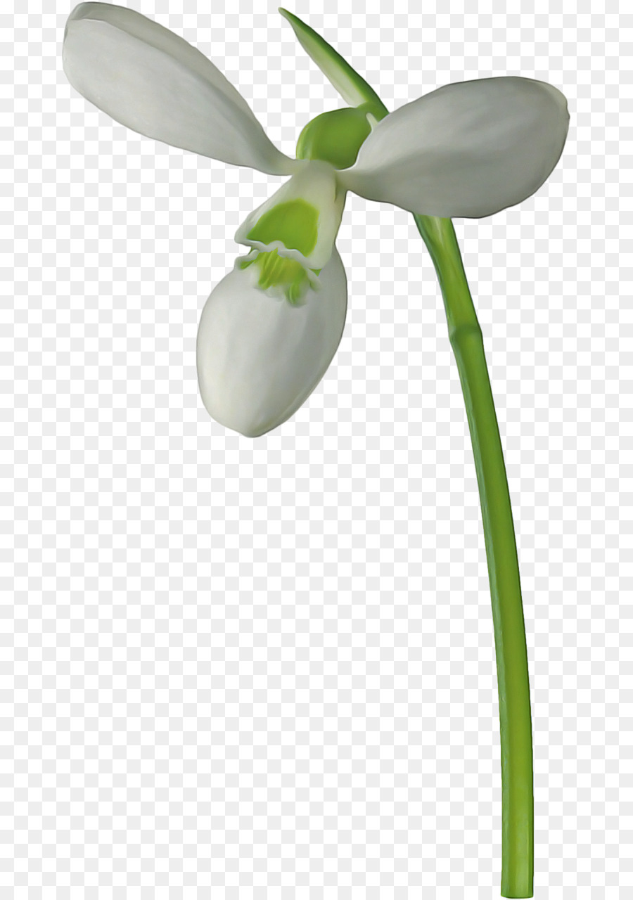 Flor，Florescer PNG