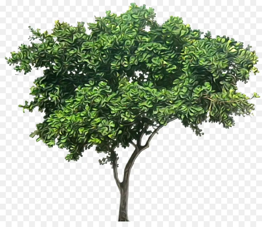 Chorando Fig，árvore PNG