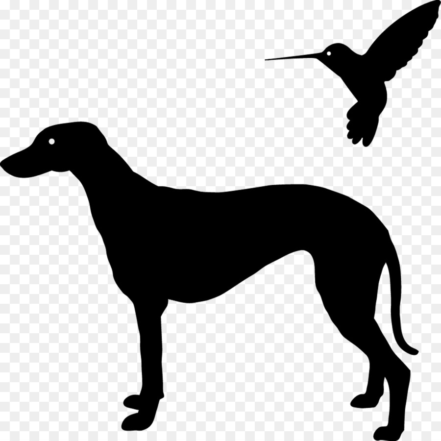Galgo Espanhol，Italian Greyhound PNG