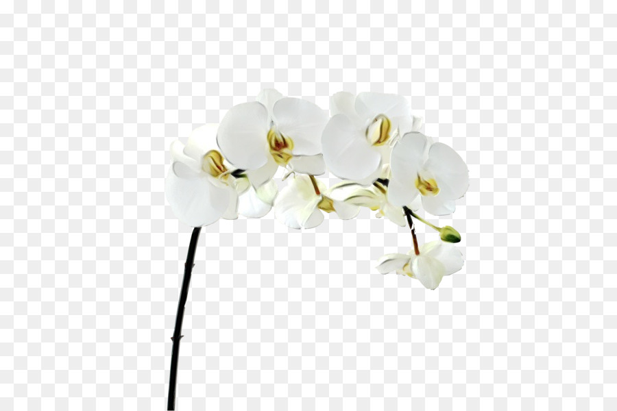 Traça Orquídeas，Flor PNG