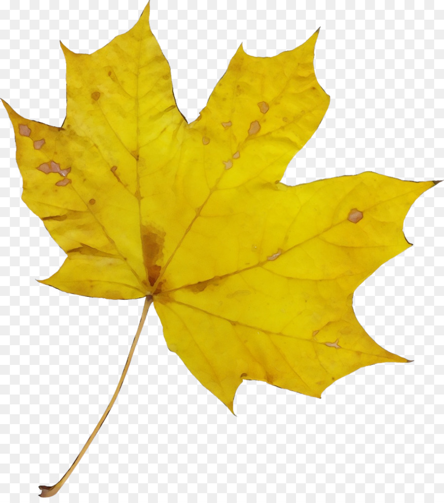 Maple Leaf，Folha PNG