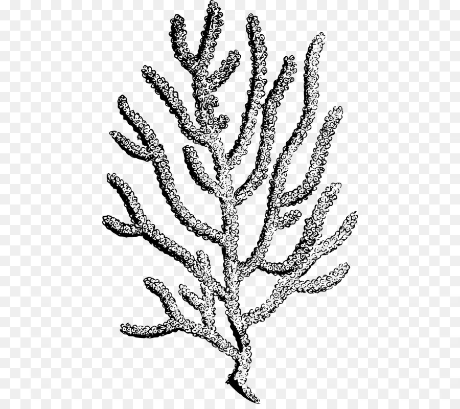 Coral，Coral Negro PNG