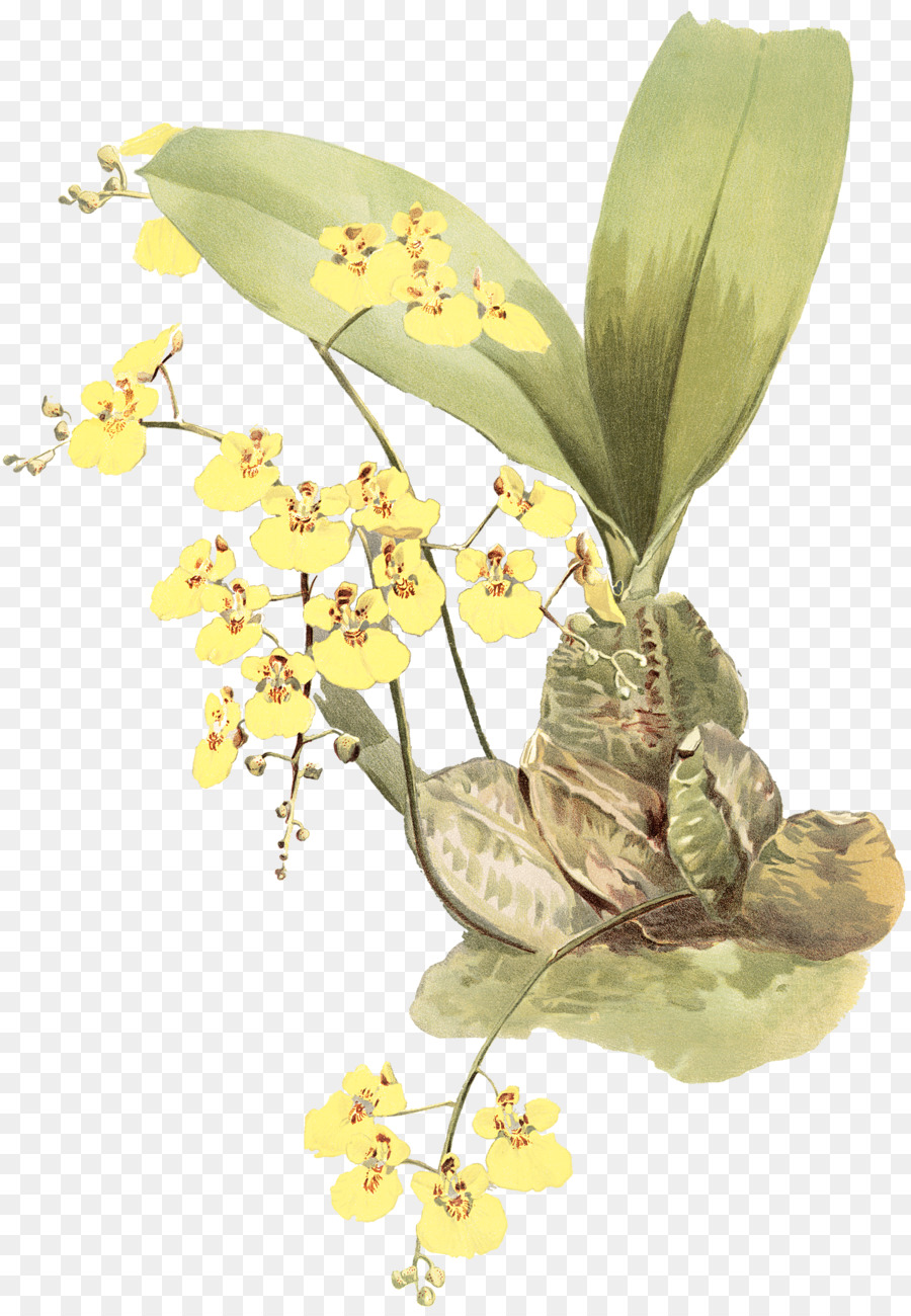 Reichenbachia Orquídeas Ilustrado E Descrito，Fotografia De Stock PNG