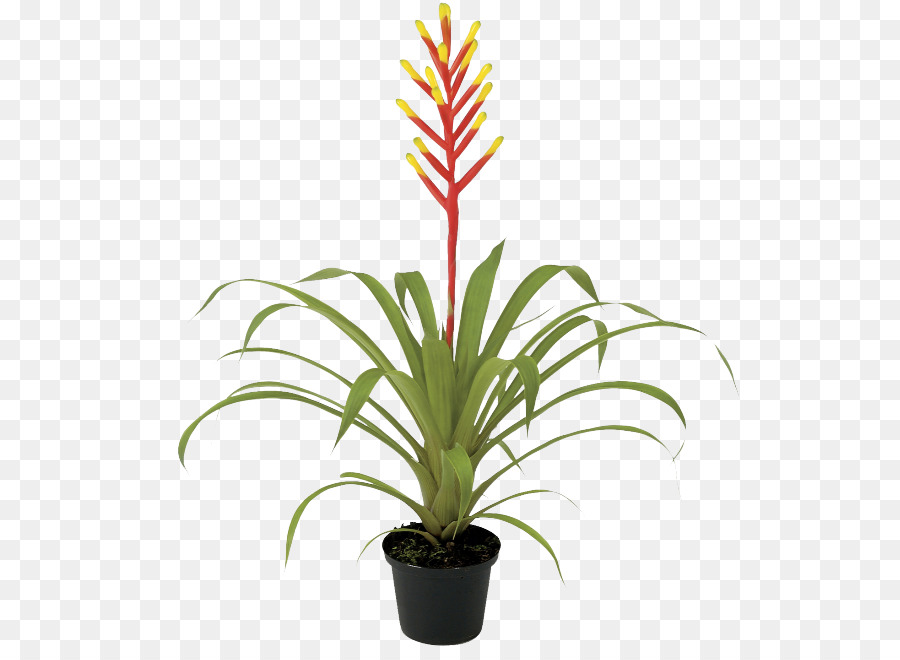 Guzmania，Plantas PNG