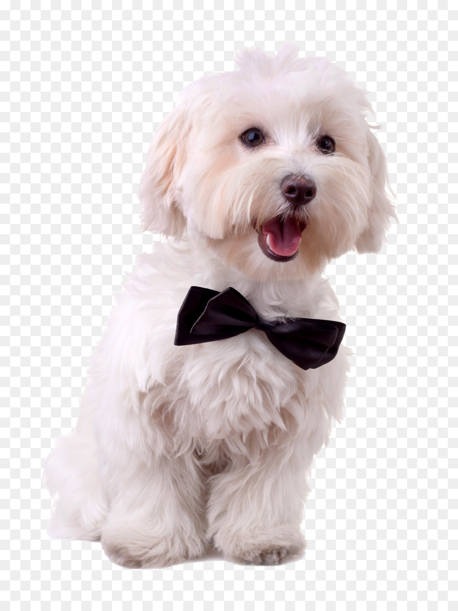 Cão Maltês，Bichon Frise PNG