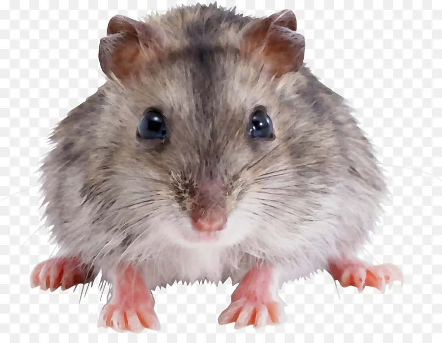 Gerbil，Rat PNG