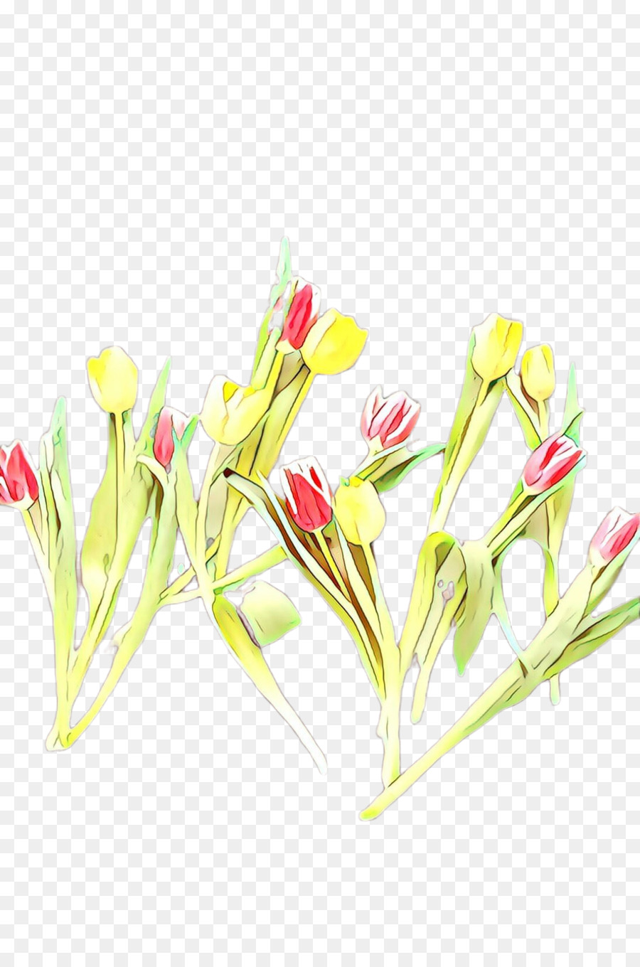 Tulip，Flor PNG