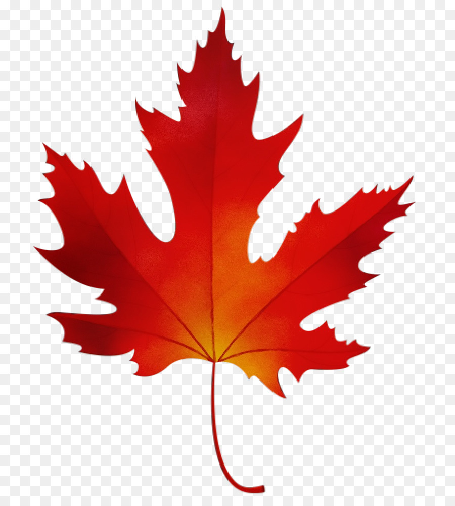 Maple Leaf，Outono Folhas De Cor PNG