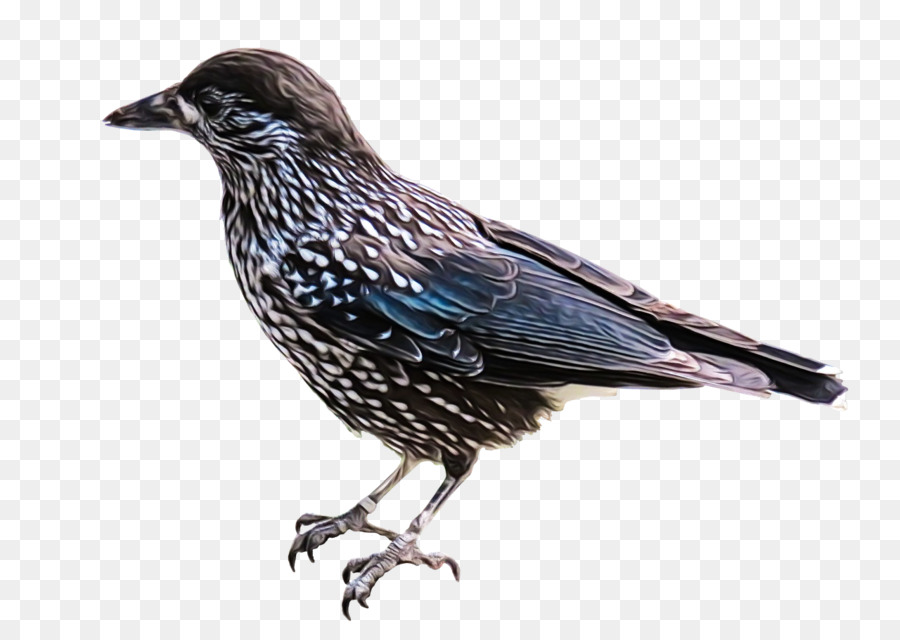 Comum Starling，Starling PNG