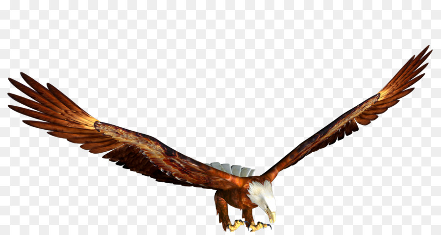 águia Careca，águia PNG