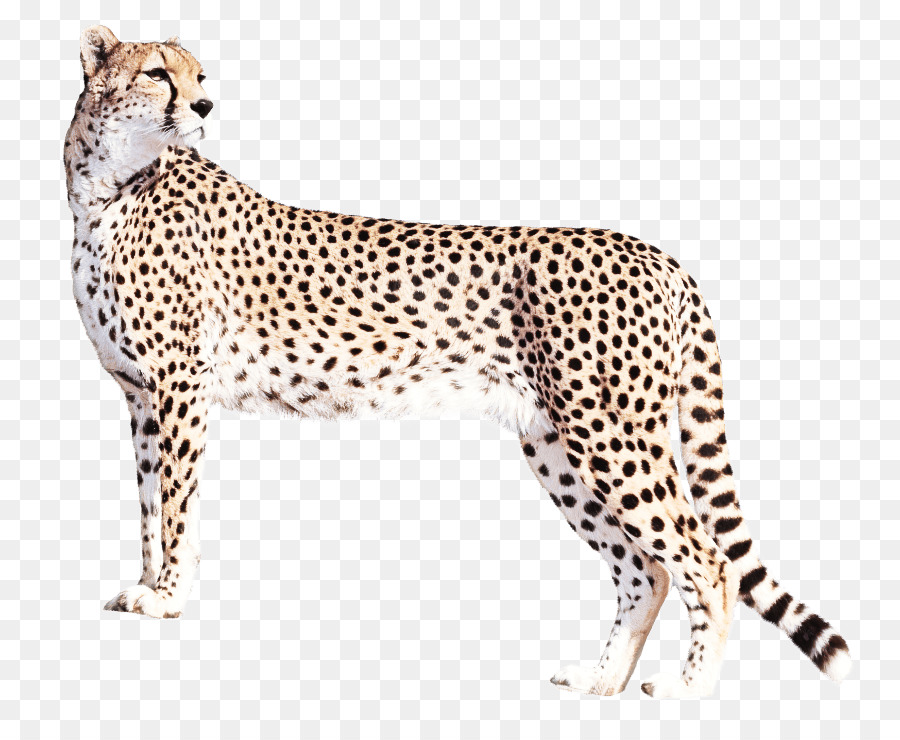 Cheetah，Papel De Parede Da área De Trabalho PNG