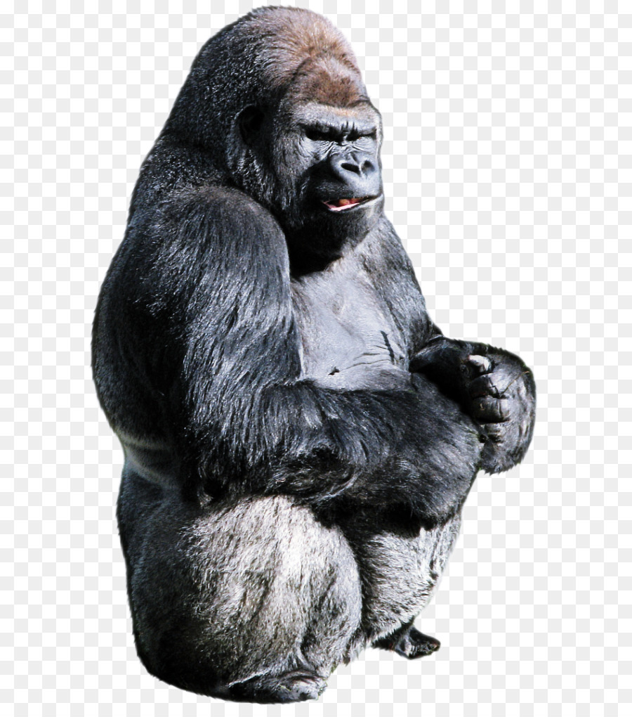 Gorila Ocidental，Chimpanzé PNG