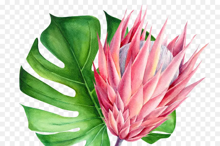 Botânico Ilustração，Plantas PNG