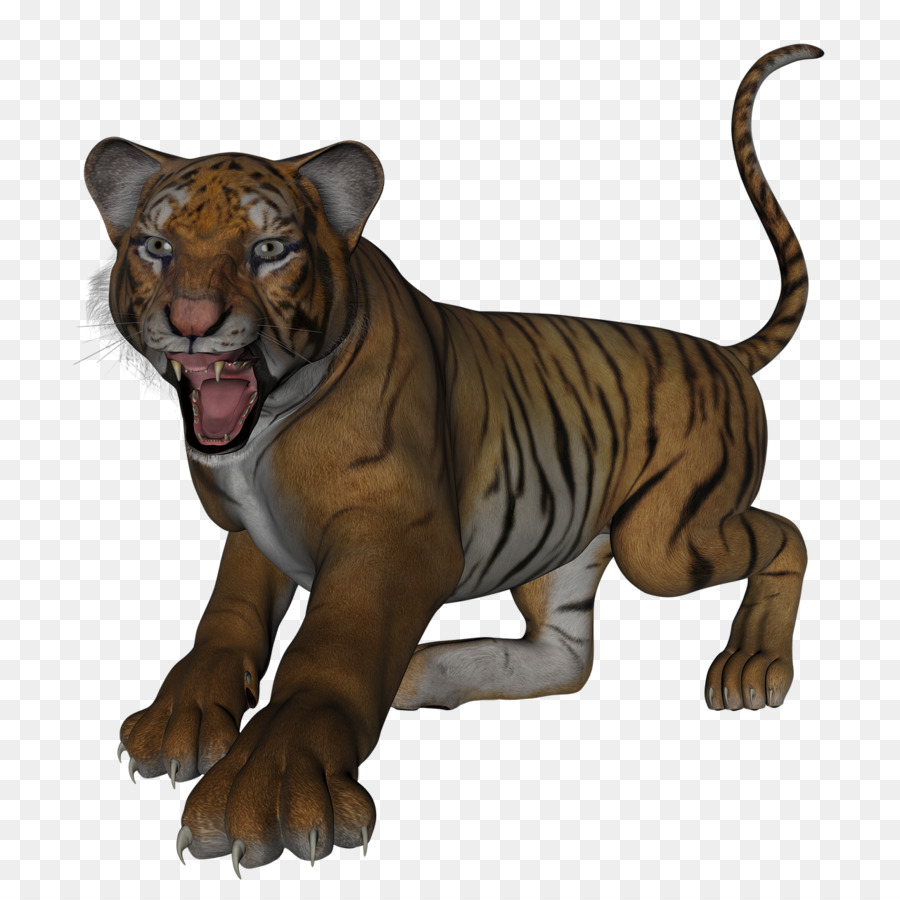 Gato，Felidae PNG