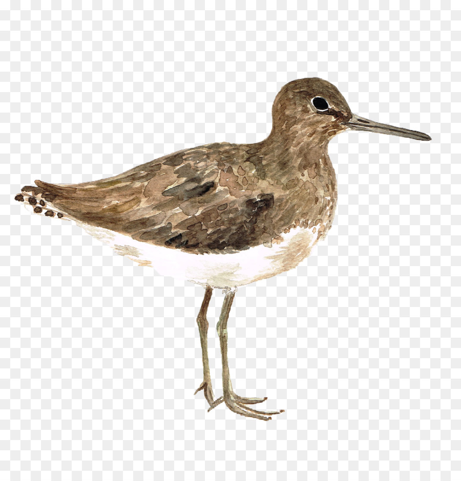 Dunlin，Comum Pernas Verde E Vermelha PNG