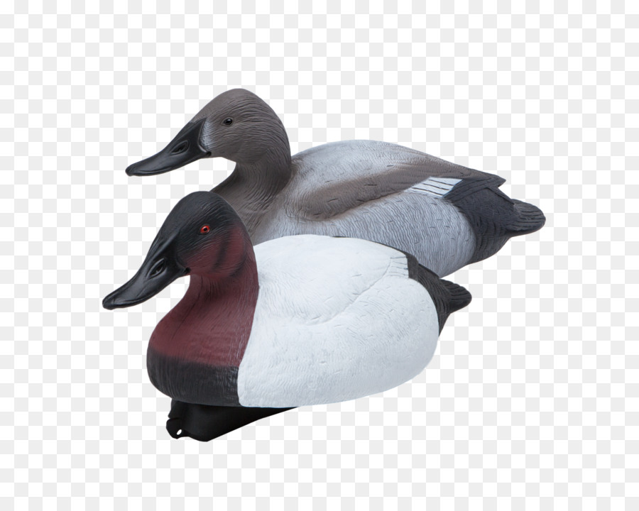 Pato Real，Ganso PNG