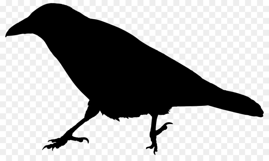 Comum Corvo，Raven PNG