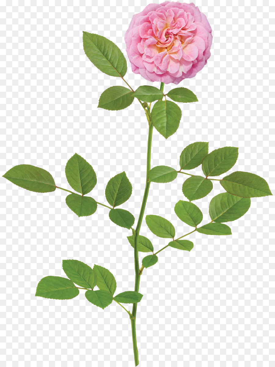 Rosa，Arbusto PNG