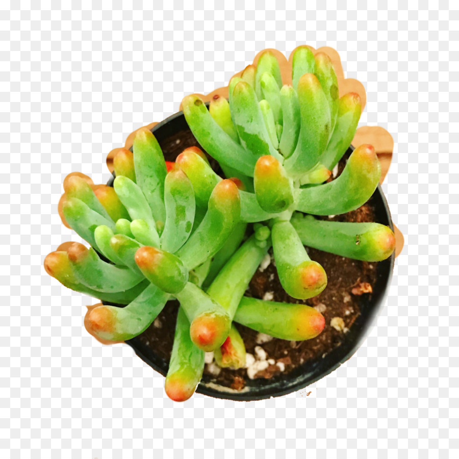 Suculenta Planta，Sedum Rubrotinctum PNG