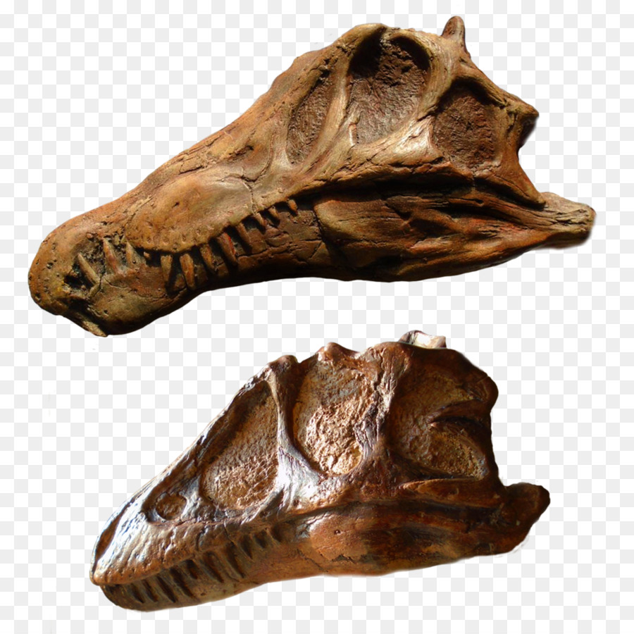 Crânio De Dinossauro，Ossos PNG