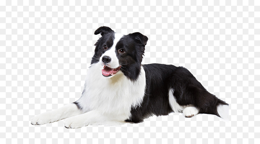 Border Collie，Rough Collie PNG