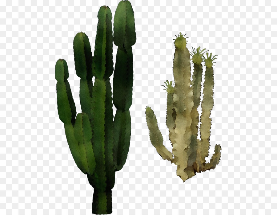 Cactus，Saguaro PNG