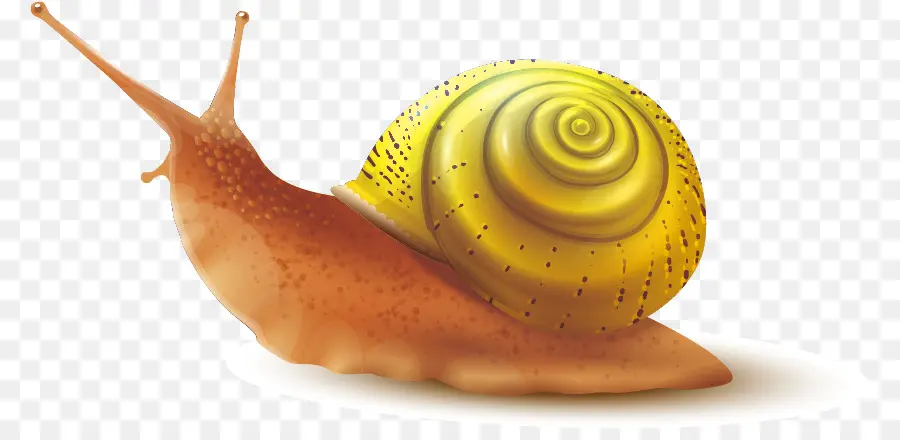 Caracol，Gastrópode Shell PNG