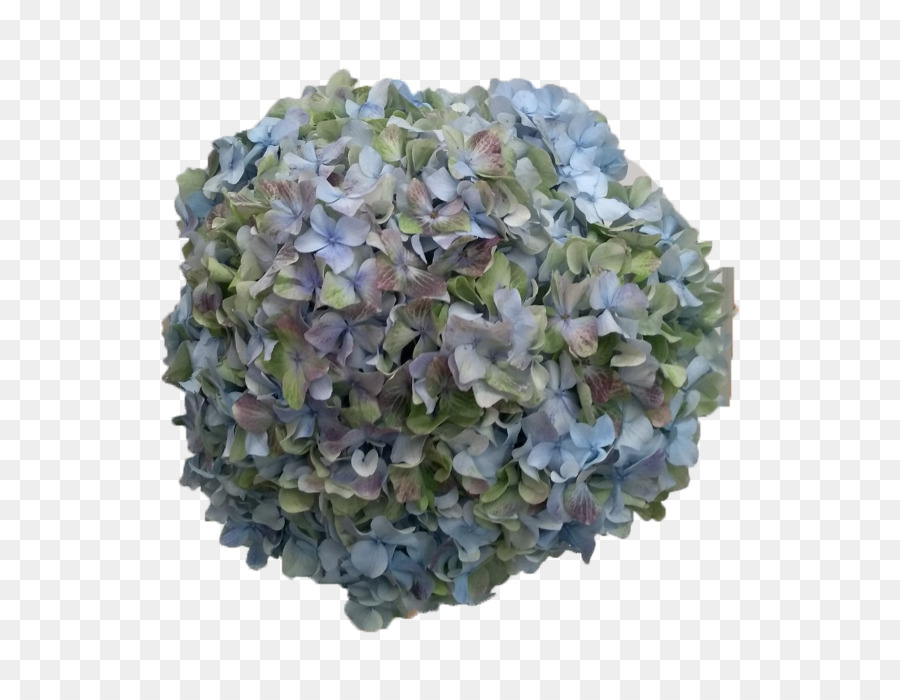 Hortênsia，Azul PNG