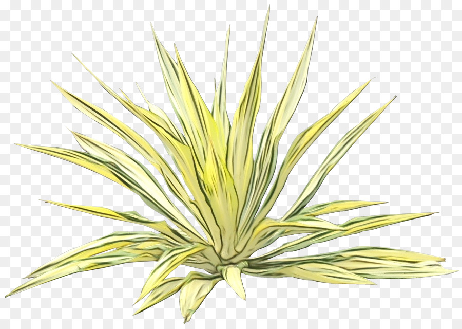 Planta De Agave，Suculenta PNG