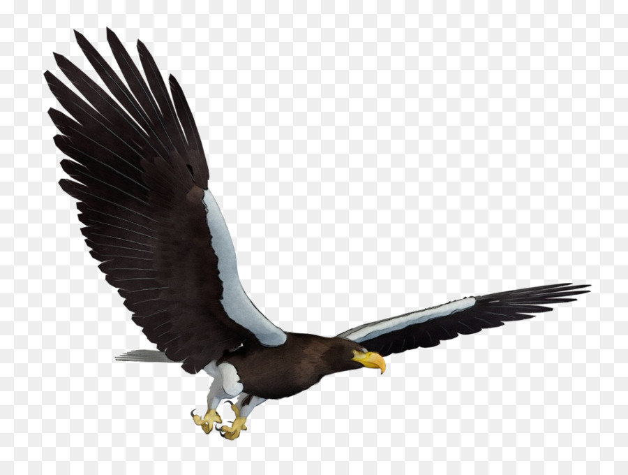 águia Careca，Aves PNG