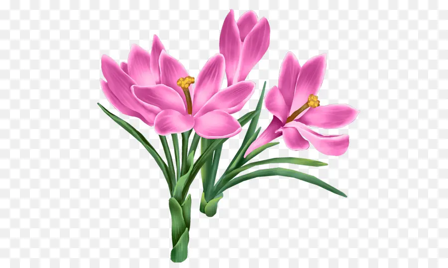 Tulip，Flor PNG