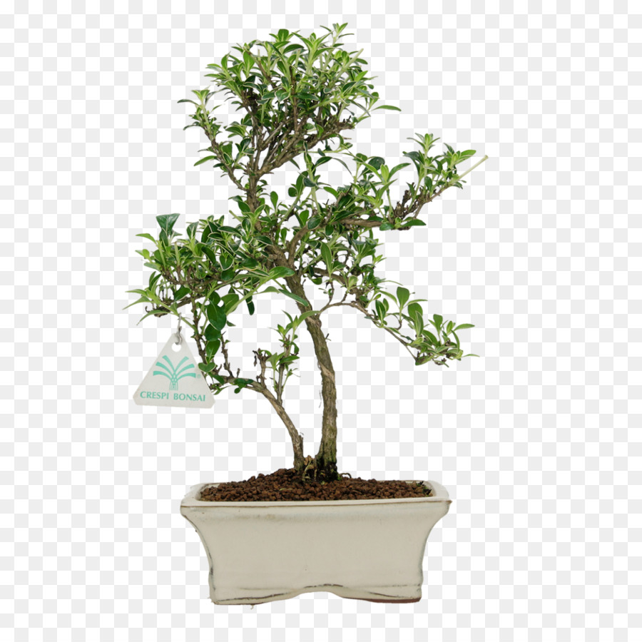 Árvore Bonsai，Miniatura PNG