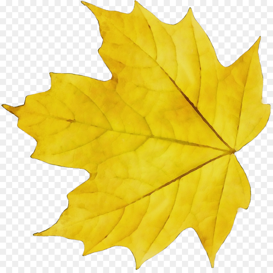 Maple Leaf，Desenho PNG