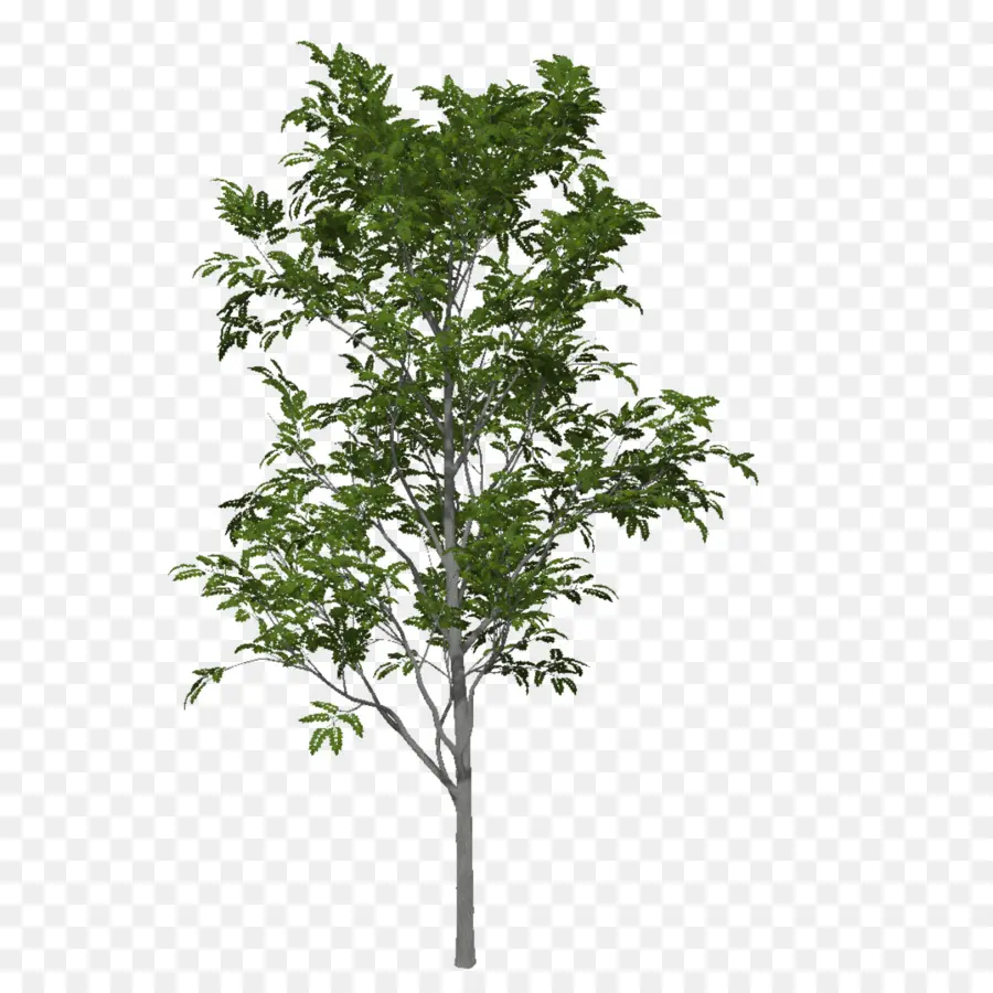 Deciduous，árvore PNG